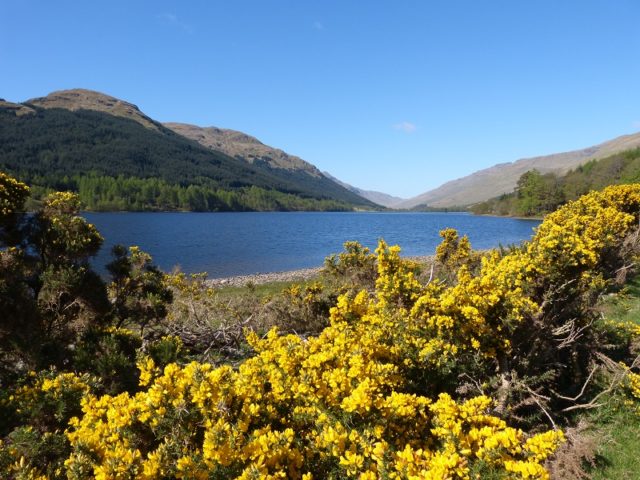 Join a local guide on a 4x4 wildlife and nature safari in the Loch Lomond and Trossachs National Park image