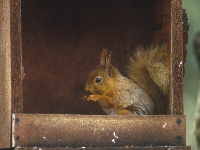 Enjoy a walk in the heart of the Cairngorms and Speyside keeping your eyes peeled for Red Squirrels image
