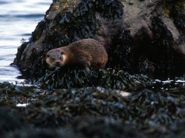 Explore the beautiful Isle of Mull off the west coast of Scotland keeping an eye out for local otters, seals and birdlife image