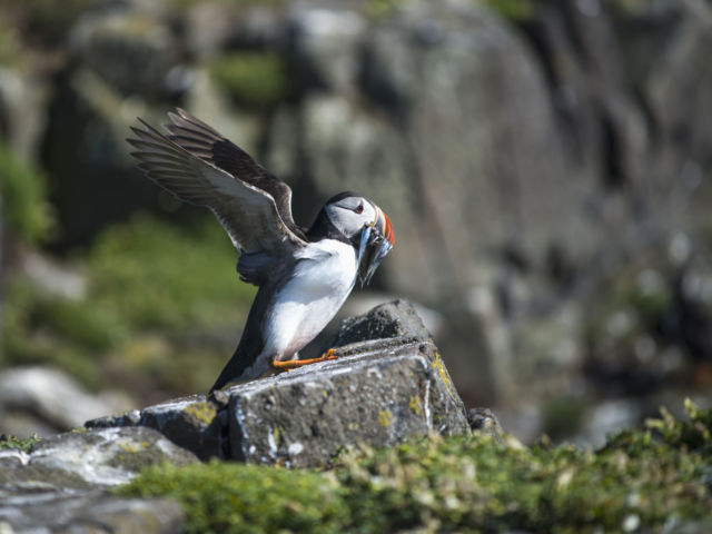 Explore the Fife Coastal Trail and enjoy a half day visit to the Isle of May, offering a magical mix of seals and seabirds image