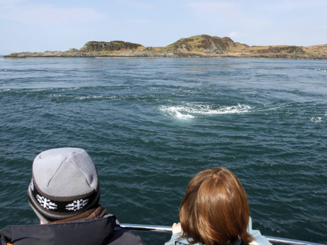 Take a whale-watching trip out into the Atlantic Ocean and explore the Inner Hebrides image
