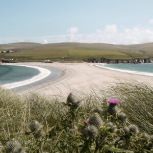 Thistles in the foreground and beautiful white beach beyond